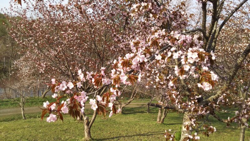 美唄　東明公園の桜